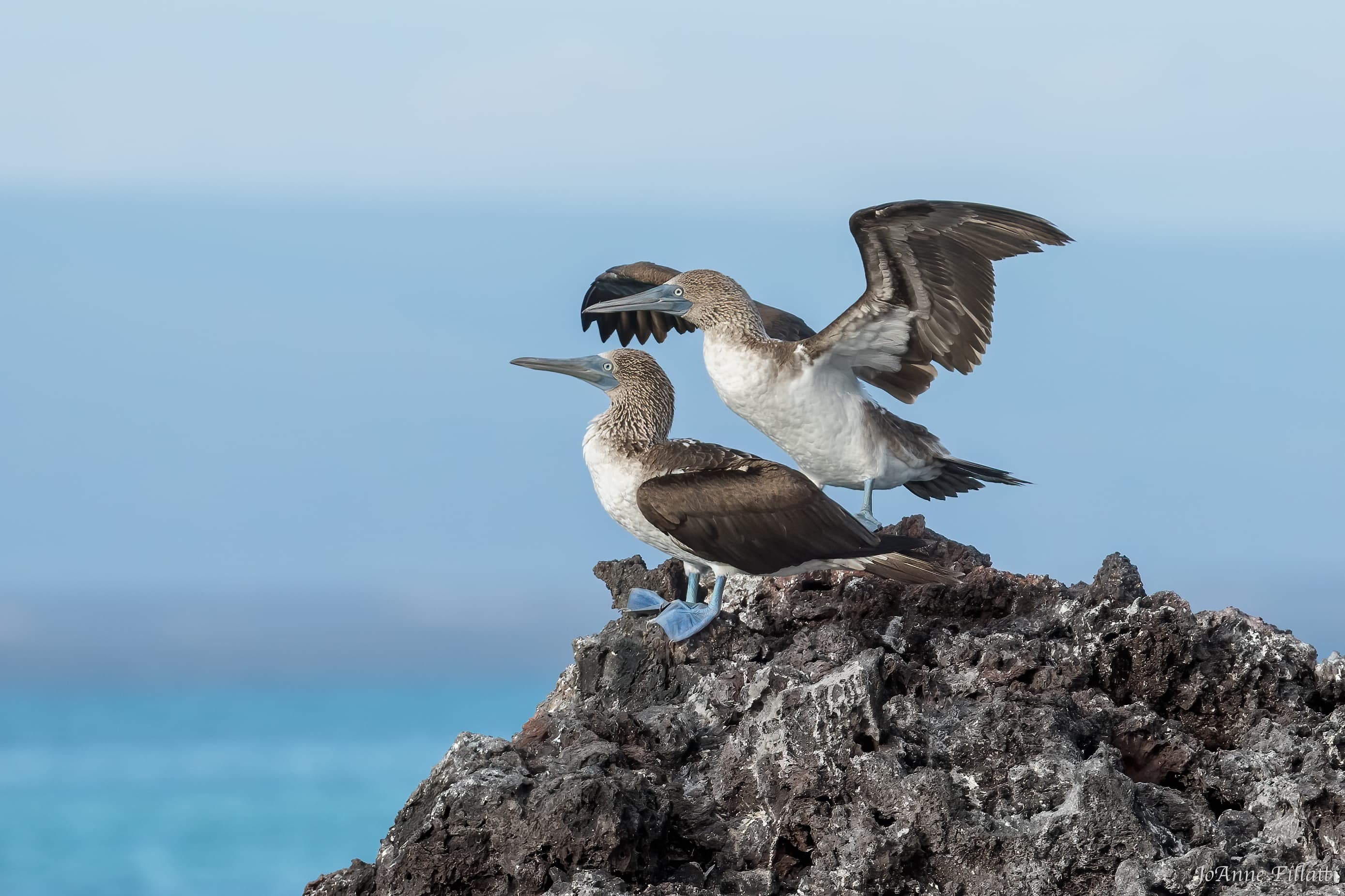 bird of galapagos image 12